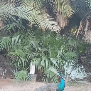 a peacock walking in front of a palm tree