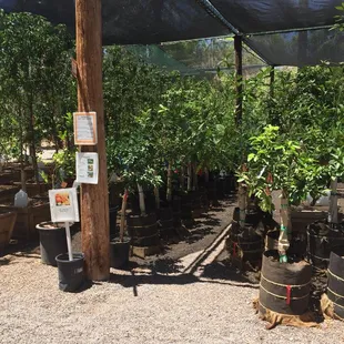 a variety of citrus trees