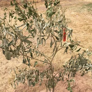 an olive tree in a pot