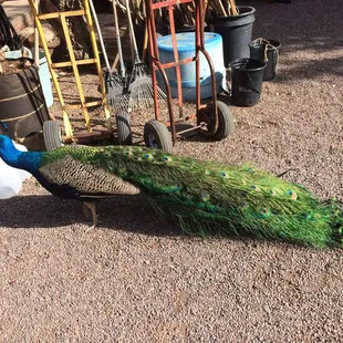 Pretty Peacocks for sale here. Not really sure why someone would want to Peacock but they have them
