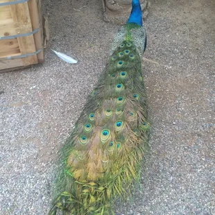 Peacocks!