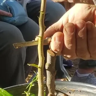 T-grafting technique being demonstrated at Citrus Clinic by John.