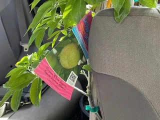 Queen Creek Tropicals Plant Nursery