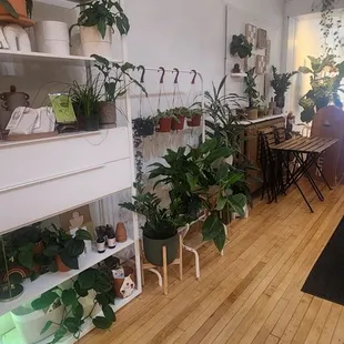 sushi and sashimi, interior