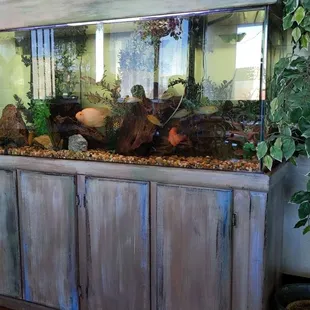 Fish tank