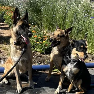 My dogs even enjoyed it!