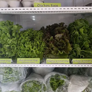 Lettuce 4 kinds