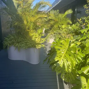 Plants