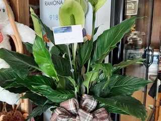 Ramona Flowers in Dewey