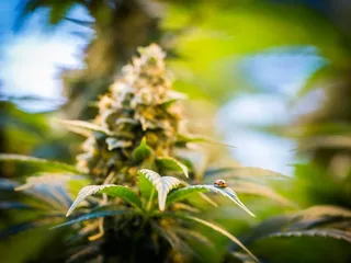 CANOPI Cannabis Dispensaries