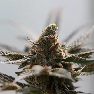 Beautiful nug shot from our grow.