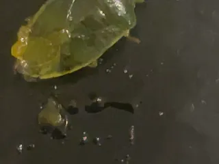 Circle City Soul Food