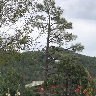 Patio view