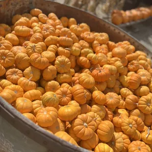 a lot of small pumpkins