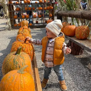 a toddler looking at pumpkins