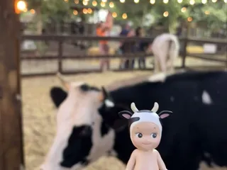 Live Oak Canyon Pumpkin Patch and Christmas Tree Farm