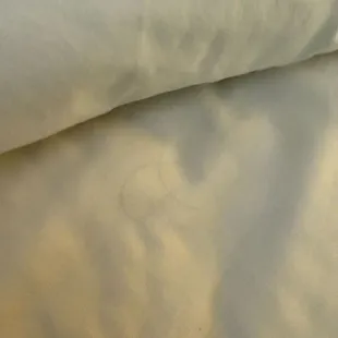 Dirty sheets. Hair in sheets. Clearly tried to get away without fully cleaning the room.