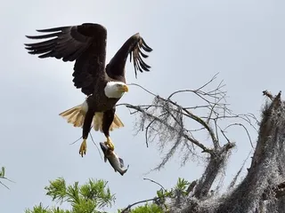 Cajun Experiences