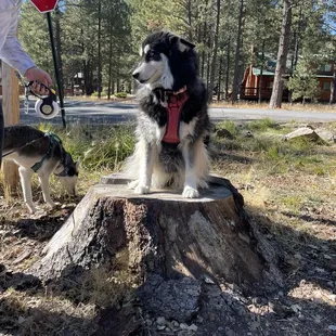 Isn't she cute? Oh yea the Greer background is cool too lol