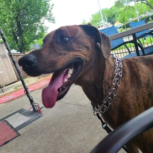a dog on a swing