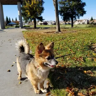 My doggie loves walking in this park! 12.11.18