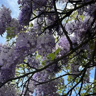 a tree with purple flowers