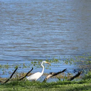 Great Egret