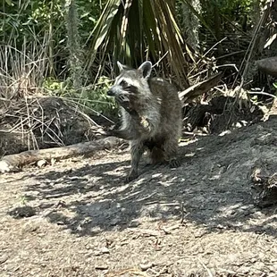 Trash panda in the wild