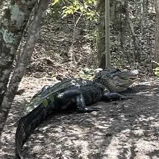 Swamp puppy on land
