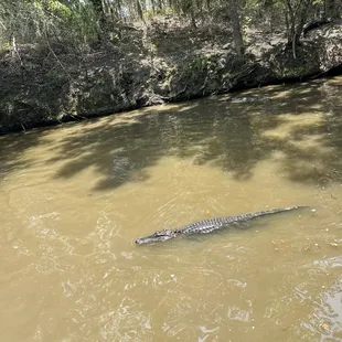 Swamp puppy in the water