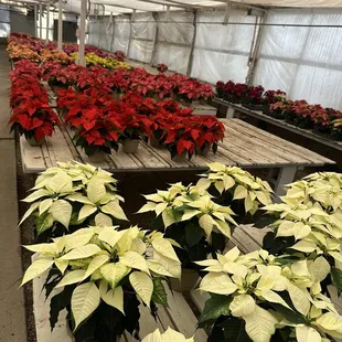 Poinsettias 11-15-24