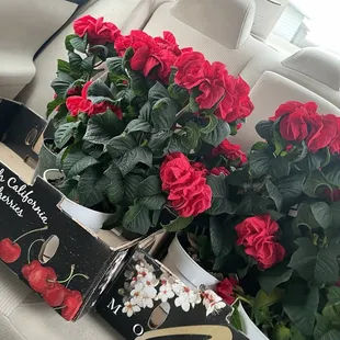 Christmas "rose" poinsettias