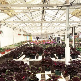 In the foreground, are the plants we chose to add to the impatiens.