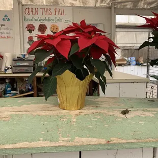 Poinsettia