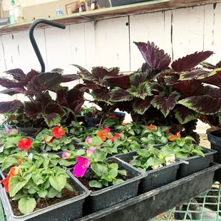 Our combination of colors. Can not wait to see them in six weeks.