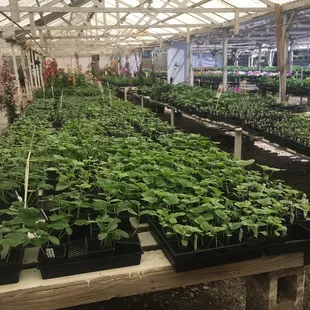 Very nice and healthy plants