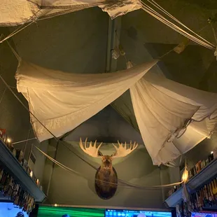 Moose