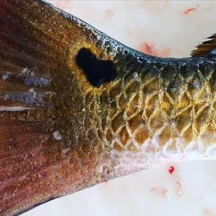Redfish Heart Spot