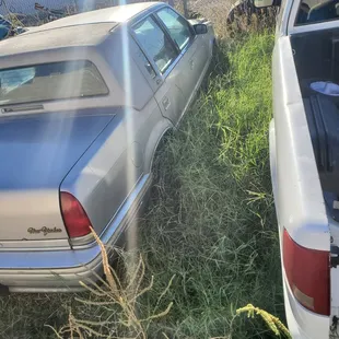 Weeds growing in and around our car
