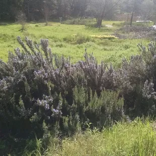 View along the trail.