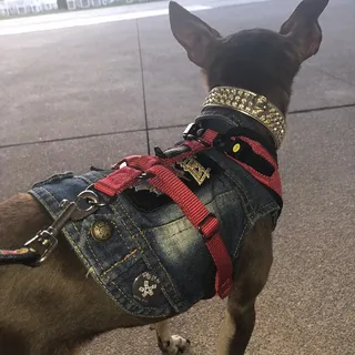 Screaming For Vengeance