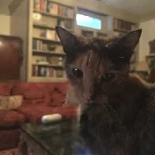 Mimi M.