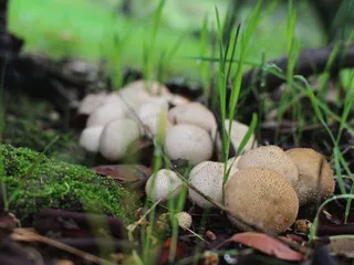 Rockville Hills Regional Park