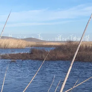 Beautiful afternoon of bird watching at Grizzly