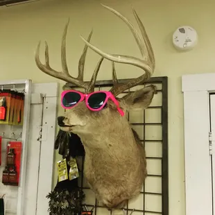 Cool deer