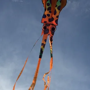 Flying kites at grommet park