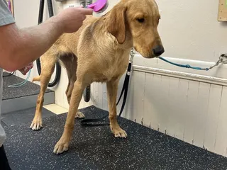 The Canine Scrub