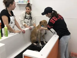 Pet Central Station