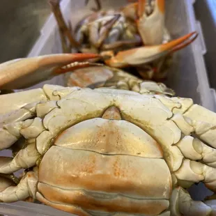 Female blue crab