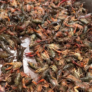 Crawfish